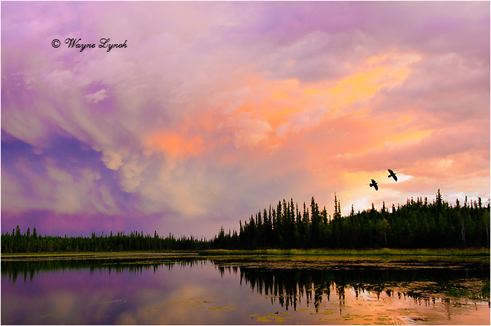 Ravens at Sunset by Dr. Wayne Lynch &copy;